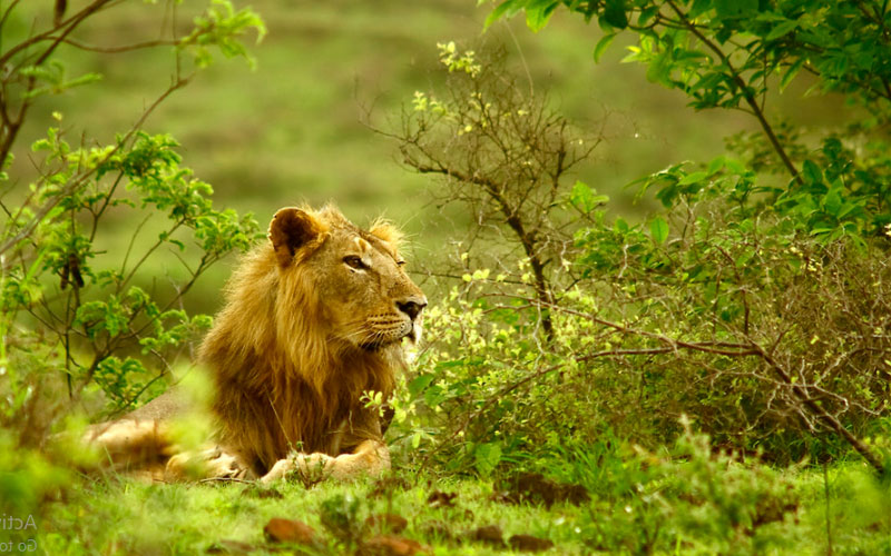 Gir National Park