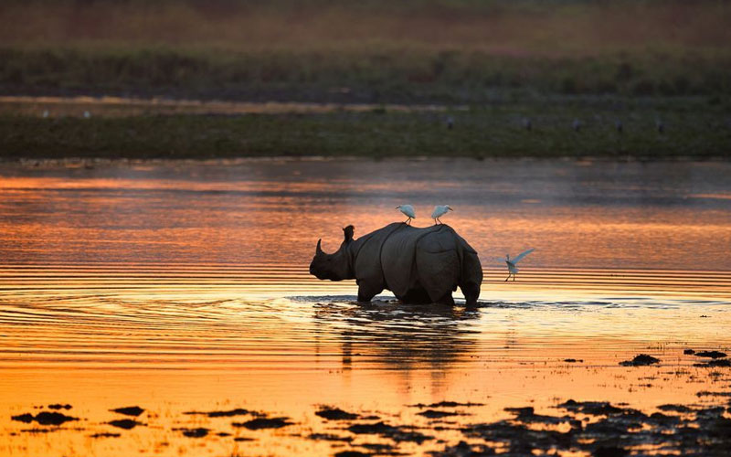 Kaziranga National Park