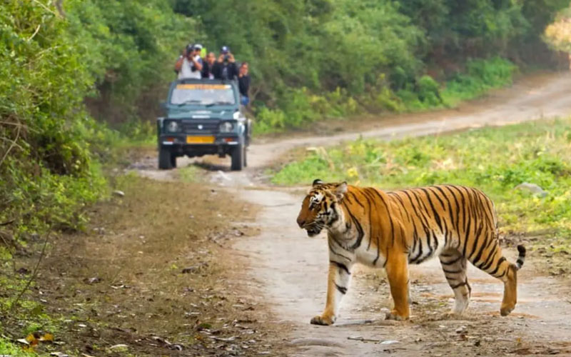 Jim Corbett National Park